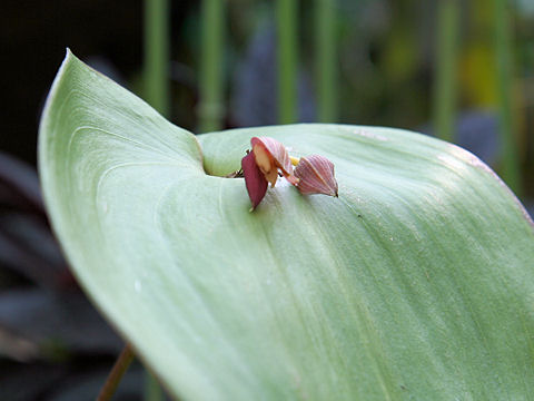 Pleurothallis marthae