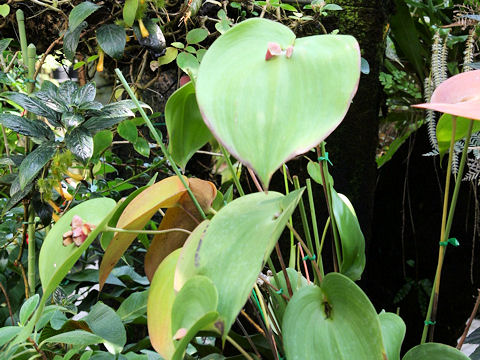 Pleurothallis marthae