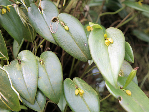 Pleurothallis sp.