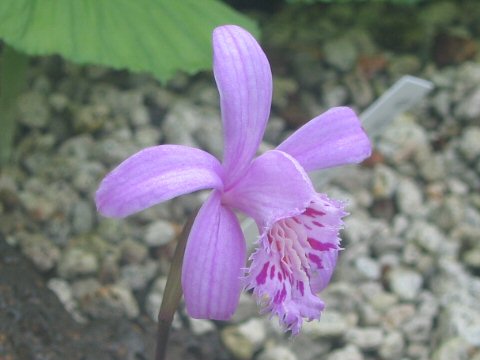 Pleione yunnanensis