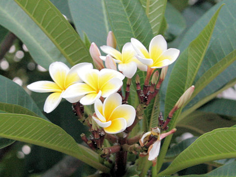 Plumeria alba