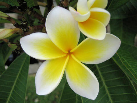 Plumeria alba