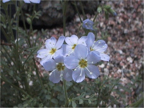 Polemonium pulcherrimum