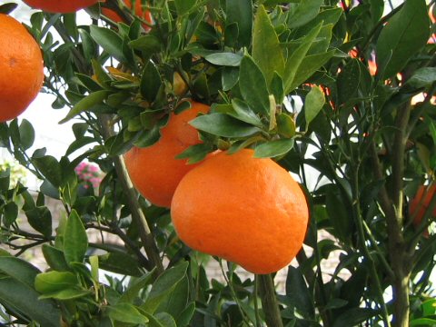 Mandarin Orangeはどんな植物 Weblio辞書