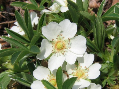 Potentilla alba