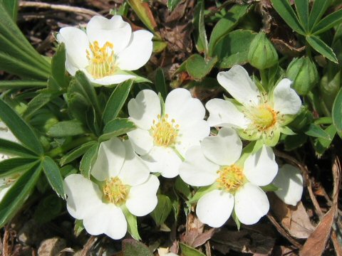 Potentilla alba