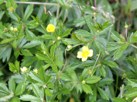 Potentilla aurea