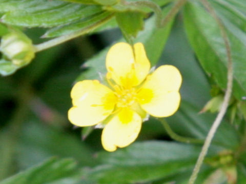 Potentilla aurea