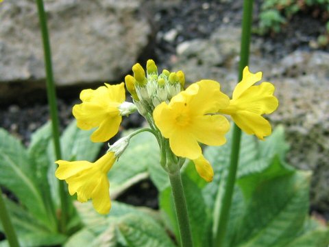 Primula helodoxa