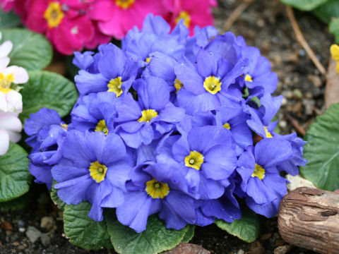 Primula polyantha