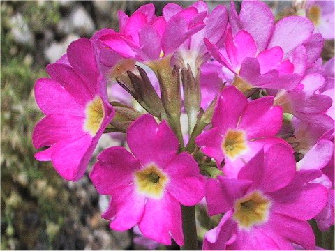 プリムラ ロセアはどんな植物 わかりやすく解説 Weblio辞書