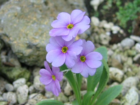 Primula rusbyi