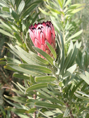 Protea neriifolia