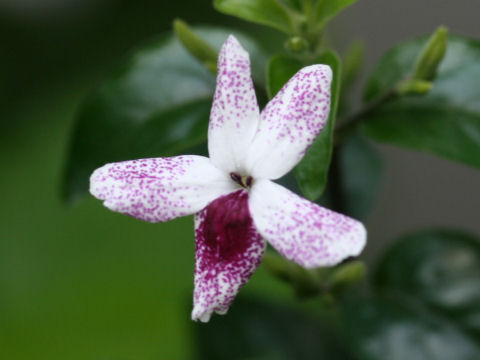 Pseuderanthemum bicolor
