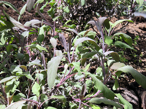 Salvia officinalis var. purpurea