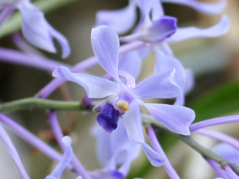 Vanda coerulescens