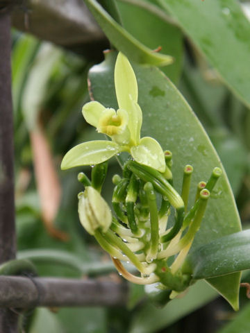 バニラはどんな植物 わかりやすく解説 Weblio辞書