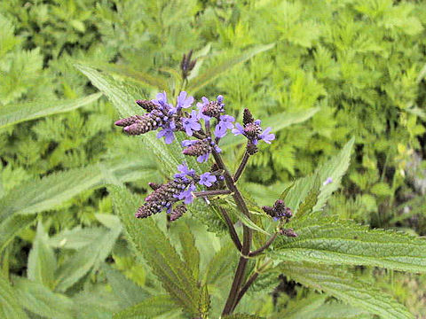 Verbena hastata