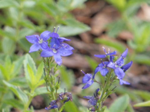 Veronica austriaca ssp. teucrium cv. Crater Lake Blue