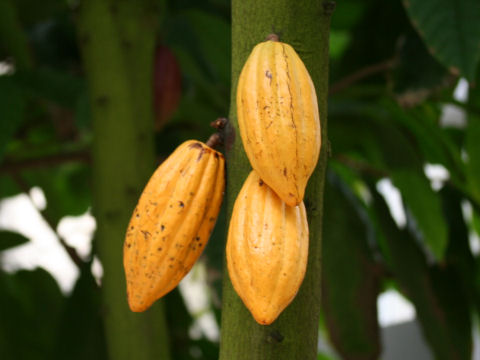 Theobroma cacao