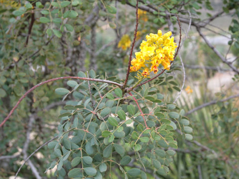 Caesalpinia mexicana