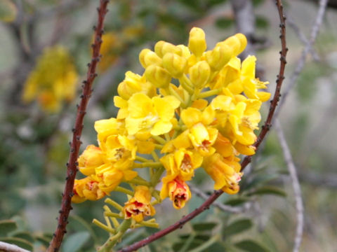 Caesalpinia mexicana