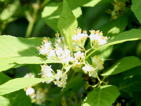 Callicarpa americana f. lactea