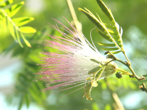 Calliandra surinamensis