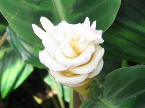 Calathea warscewiczii