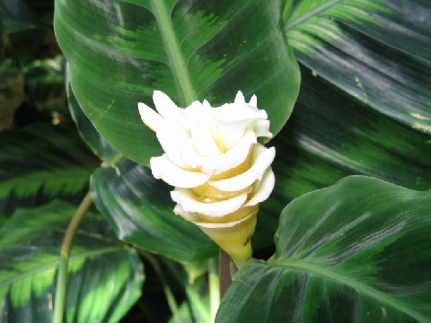 Calathea warscewiczi