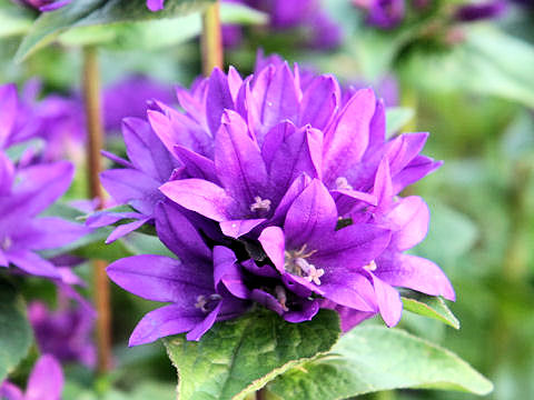 Campanula glomerata