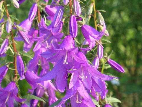 Campanula glomerata