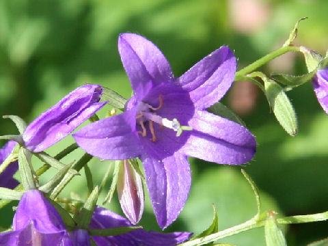 Campanula olympica