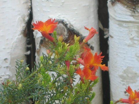 Cantua buxifolia