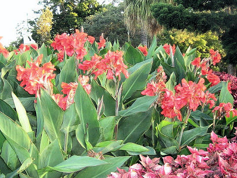 Canna x generalis