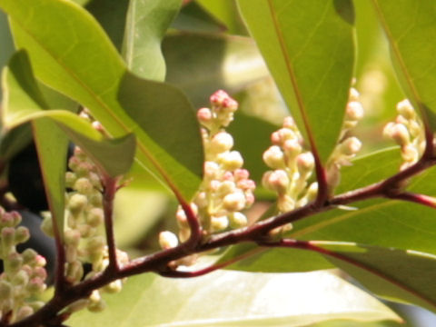 Prunus caroliniana