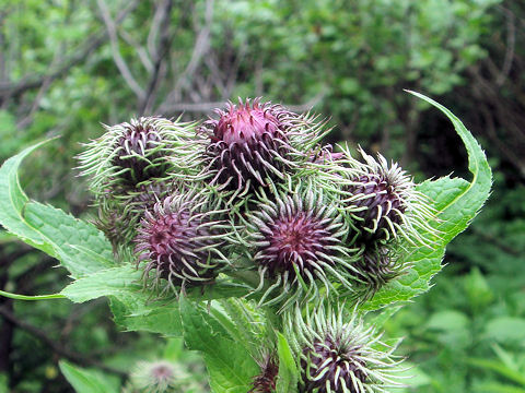 Carduus personata