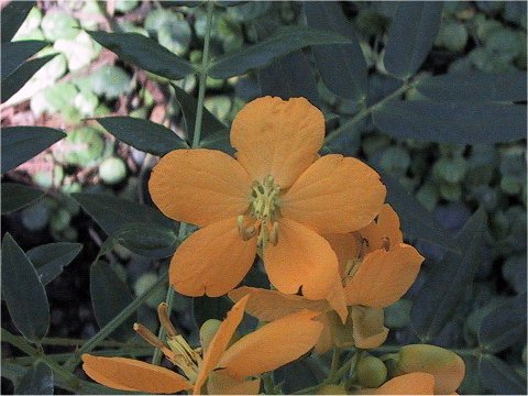 Cassia floribunda