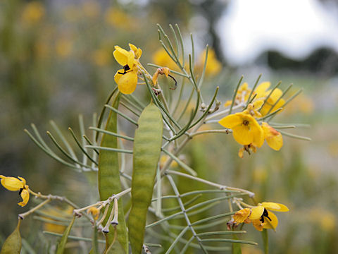 Cassia sp.