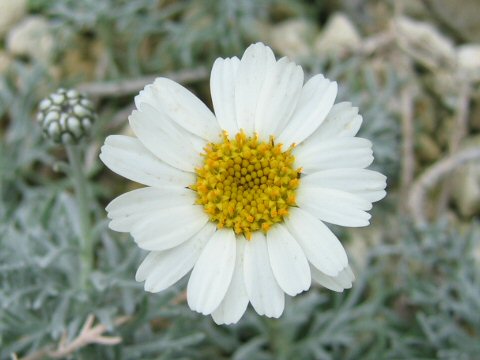 Chrysanthemum hosmariense