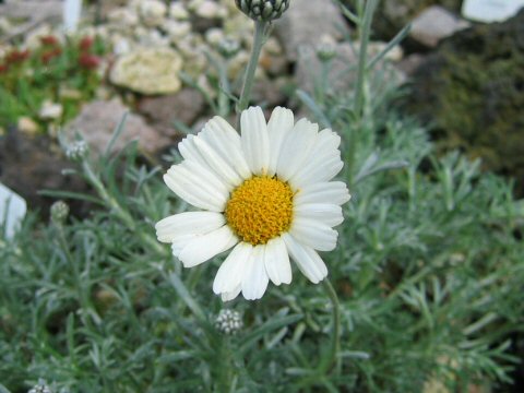 Chrysanthemum hosmariense