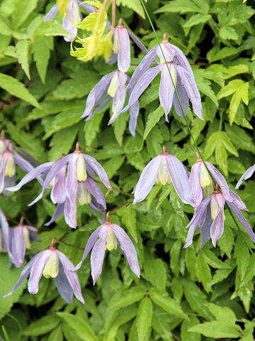 Clematis alpina