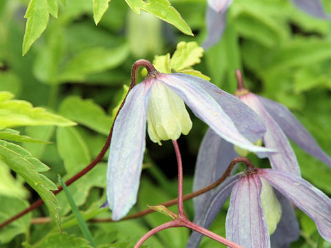 Clematis alpina