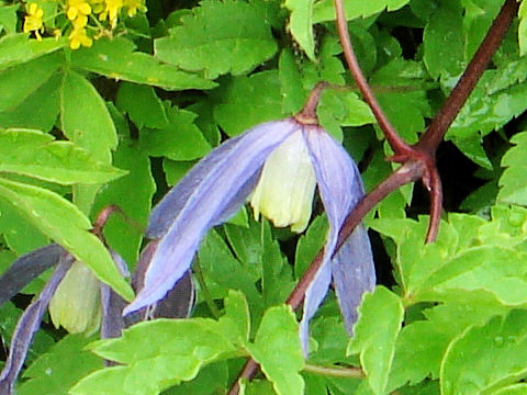 Clematis alpina