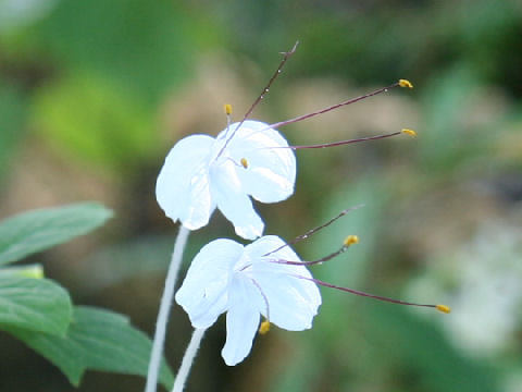 Clerodendrum incisum var. macrosiphon