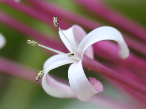 Clerodendrum quadriloculare