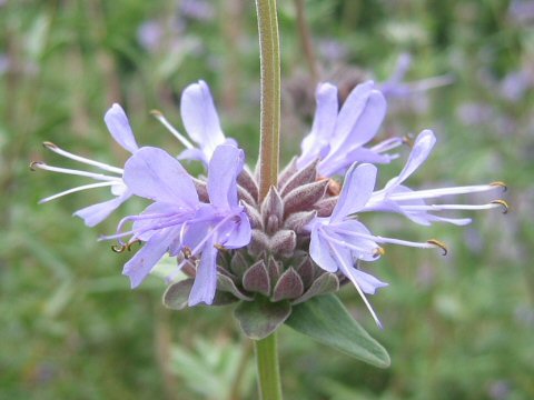 Salvia clevelandii