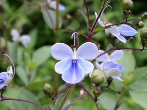 Clerodendrum ugandense