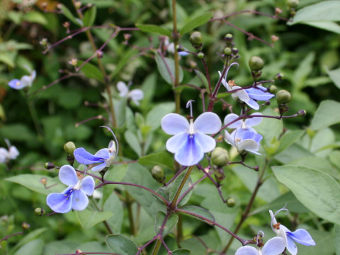 Clerodendrum ugandense