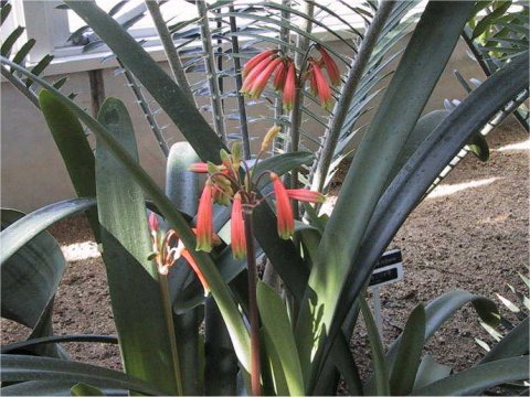 Clivia caulescens